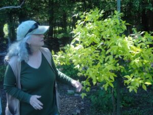 Carolyn Summers touring the garden with the Neversink Association showcasing a native shrub.