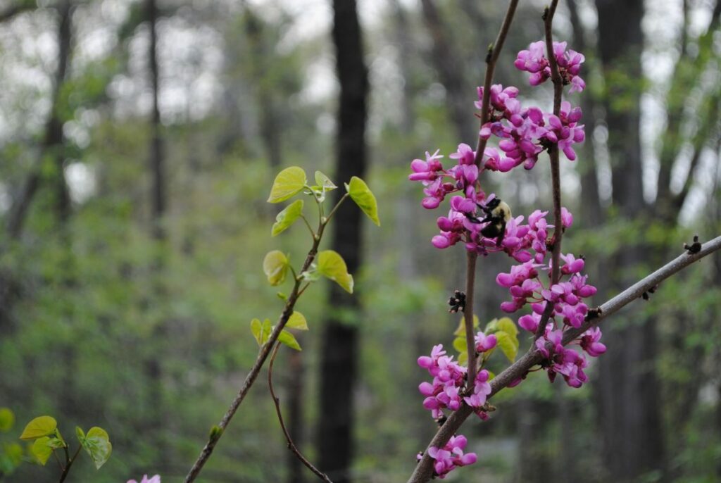 Cercis canadensis in a shaded woodland, with a pollinator friend. Photo: Carolyn Summers.
