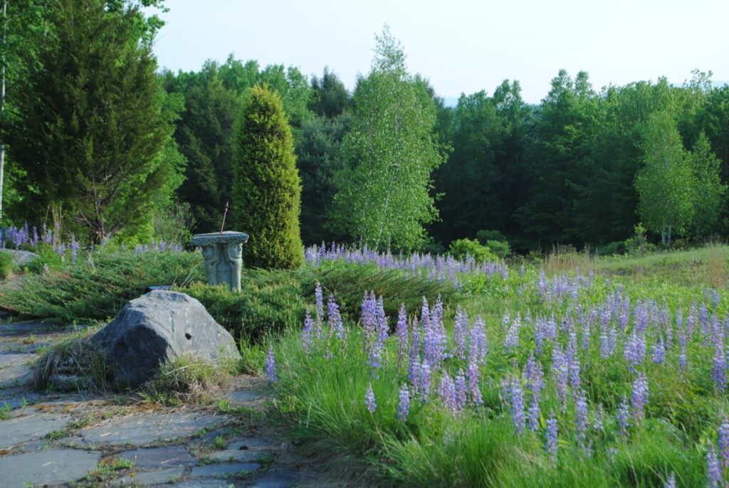 The Lupine Meadow usually blooms from late May to mid-June.