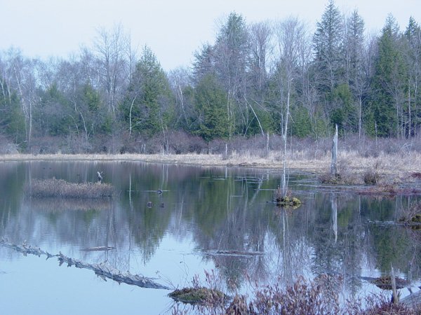 In early spring the pond edge looks drab, not yet showing any color.