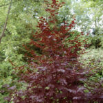 Prunus virginiana 'Schubert's Red'