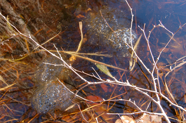 Ephemeral ponds, wood frog eggs