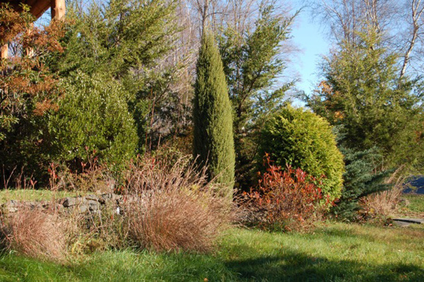 Ilex glabra, Juniperus communis 'Hibernica' and Thuja occidentalis 'Rockwood Gold'