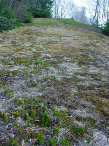 close-up of blueberry barrens