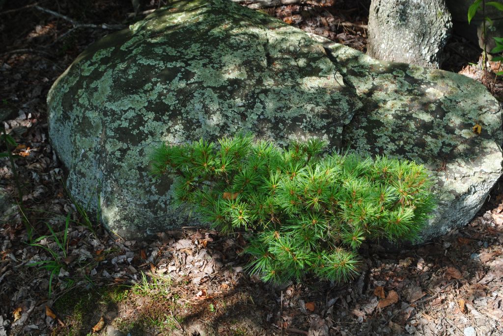 Pinus strobus 'Paul Waxman' dwarf white pine