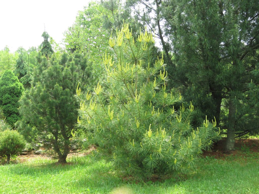 Pinus strobus 'Golden Candles' white pine.