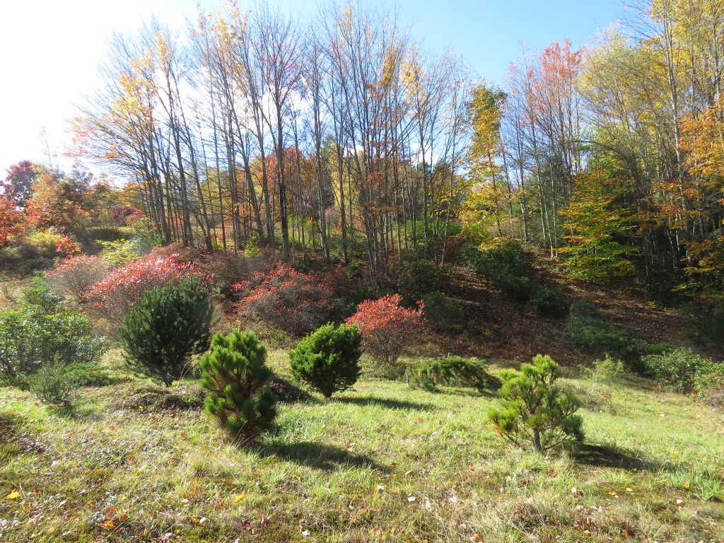 Dwarf conifers with colorful wild blueberries in the background.