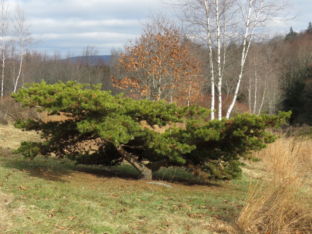 Slow growing dwarf jack pine, Pinus banksiana 'Schoodic' forms a natural bonsai in the landscape.