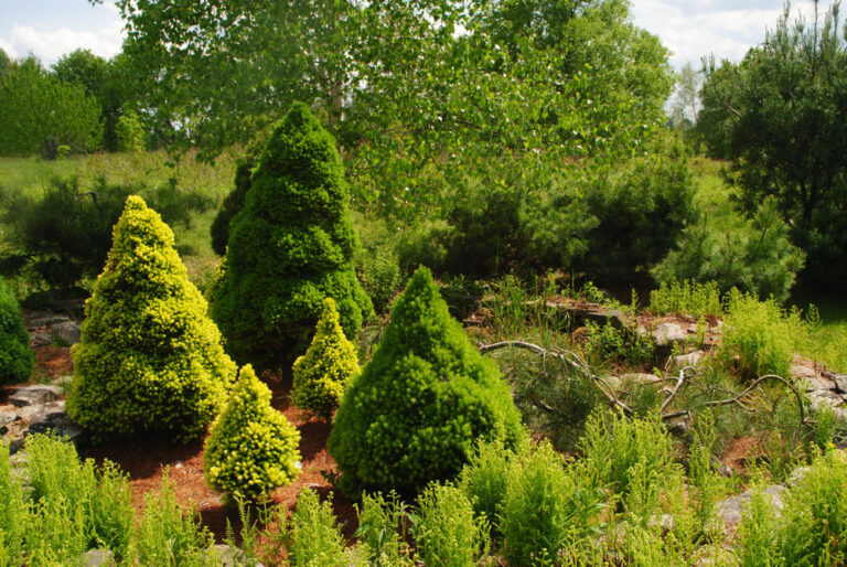Opus Pinus
