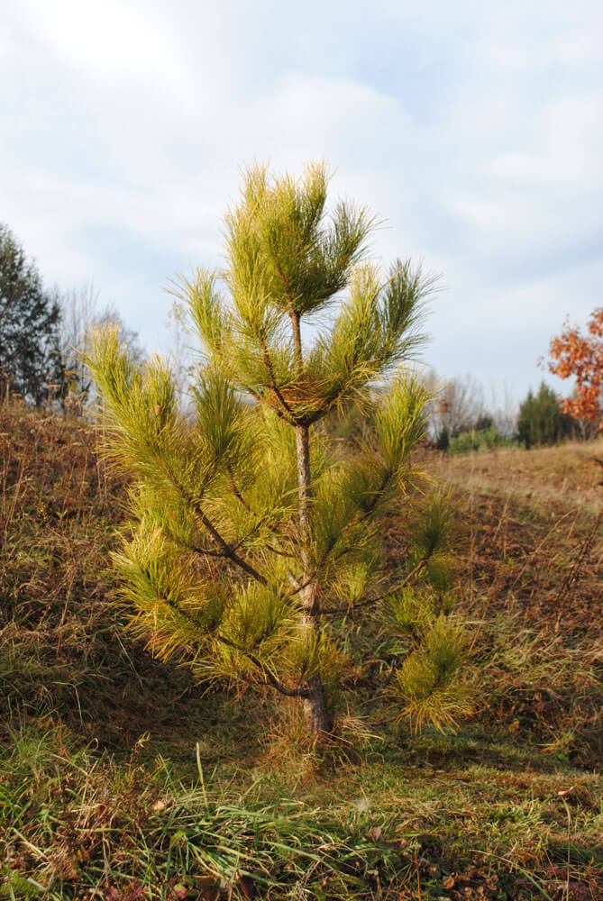 Pinus resinosa Aurea