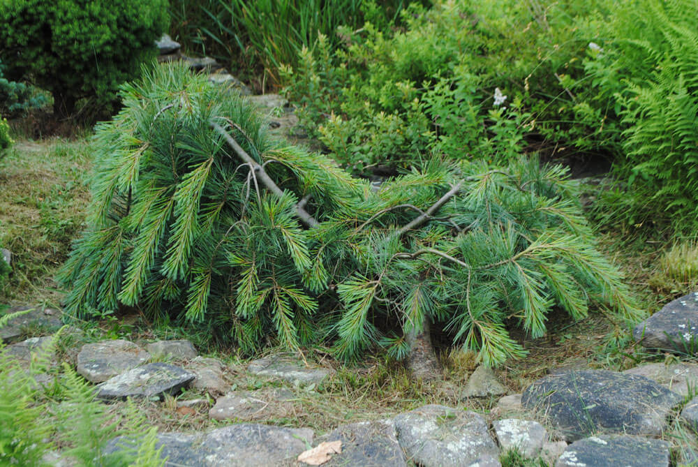 Pinus strobus Ottowa