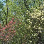 Flowering dogwoods