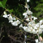 Close-up of Carolina Silverbell blossoms