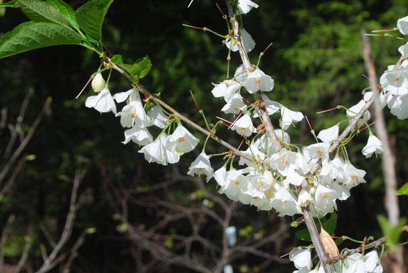 Close-up of Carolina Silverbell blossoms