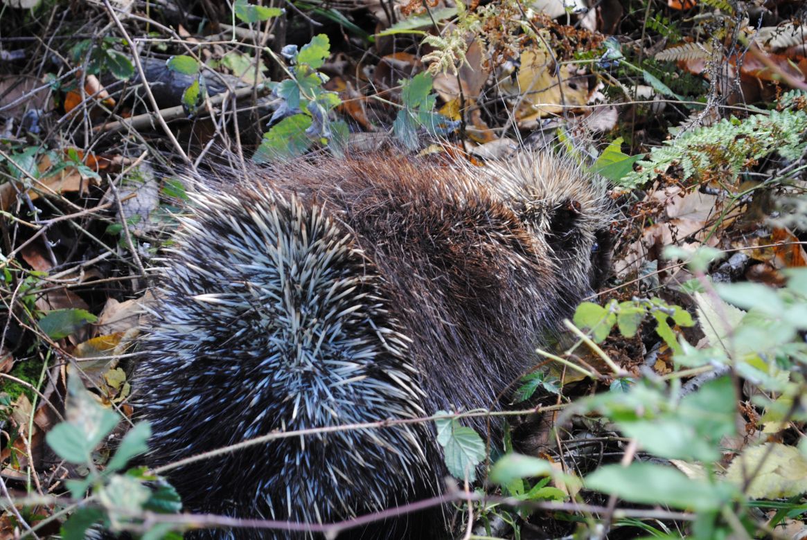 Porcupines are a common sight in the woods. Look, but don't touch! Too many times our dogs have sniffed a porcupine and lived to regret it.