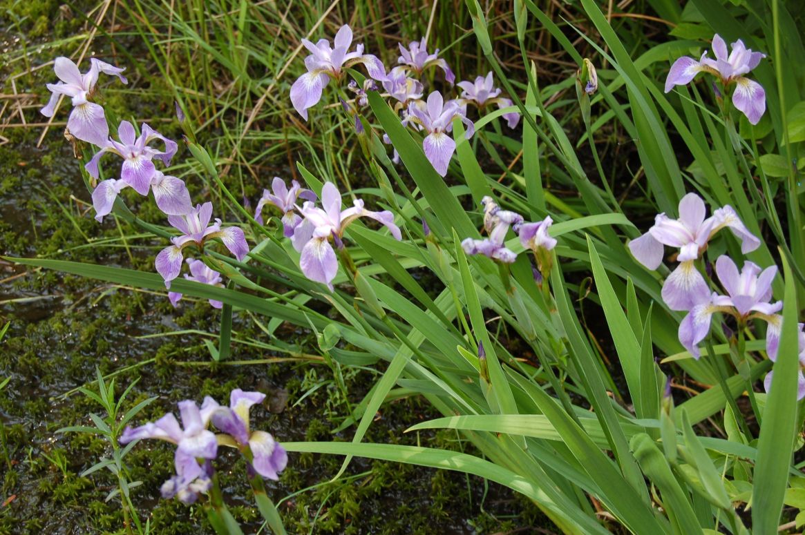 Wild irises, Iris versicolor, can be found along the shore.