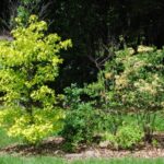 Golden Sweetgum and Rhododendron