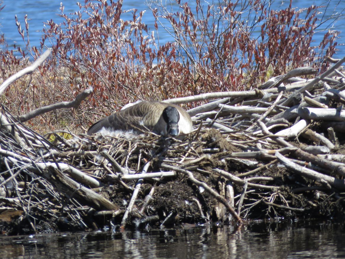 Mother goose has taken over an abandoned beaver lodge.