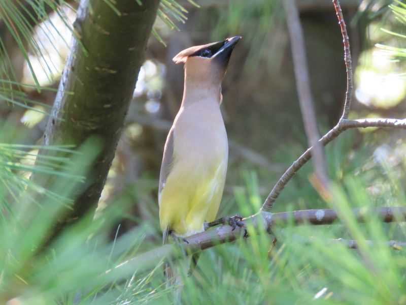 This young cedar waxwing was curious and allowed me a close-up portrait.