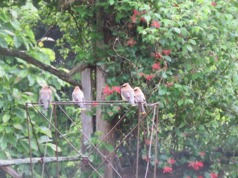 These Cedar waxwings are plotting to steal my strawberries.