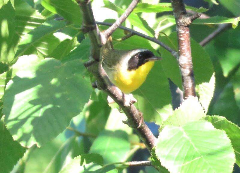 yellowthroat or warbler
