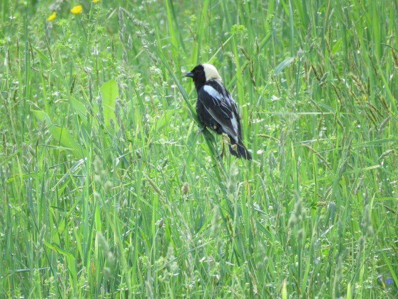 Our hay fields attract nesting Bobolinks, so our friendly farmer waits until August to harvest.