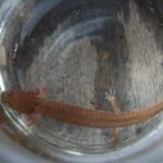 Spring salamander, Grinophilus porphyriticus
