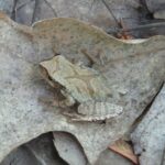 This spring peeper is well-camouflaged.